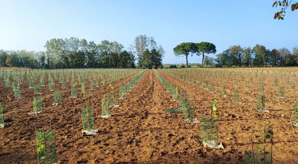 A Udine un nuovo bosco urbano da 3 mila piante