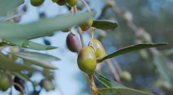 Olio, produzione in calo del 30%