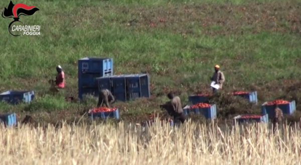 Caporalato nel foggiano, arresti e sequestro