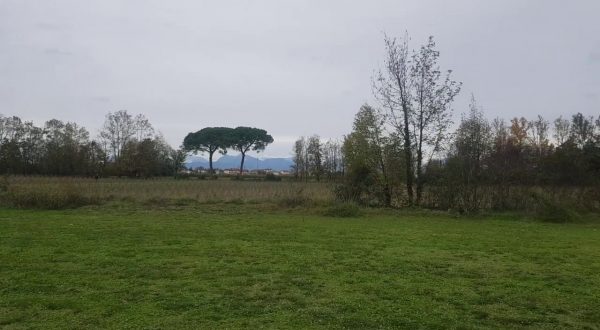 A Udine nasce un bosco urbano da oltre 3 mila piante