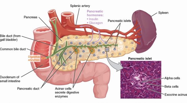 L’autotrapianto per gli interventi sul pancreas