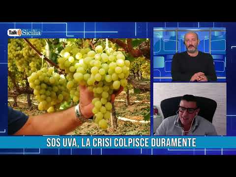 SOS Uva, la crisi colpisce duramente