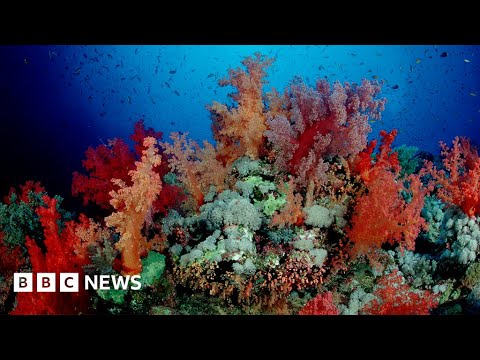 Egypt’s rare coral reefs threatened by oil pollution – BBC News