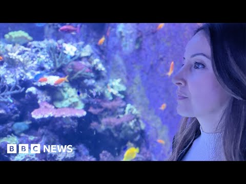 Oil pollution threatens Egypt’s ‘super coral’, investigation finds – BBC News