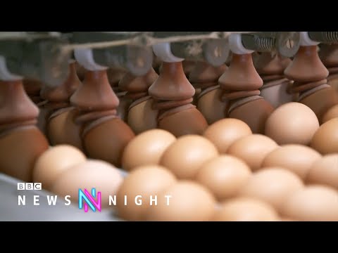 What’s behind Britain’s egg shortage? – BBC Newsnight