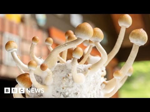 Magic-mushroom drug can treat severe depression, trial suggests – BBC News