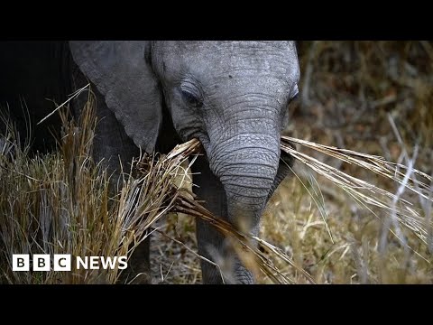 How does a blind girl go on safari in Kenya? – BBC News