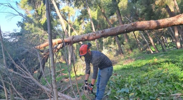 Avviati lavori di rimboschimento nel Parco della Favorita a Palermo