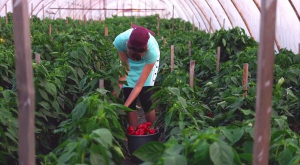 Ue, 186 milioni per promuovere l’agroalimentare di qualità