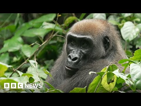 Gabon tries to become Gorilla tourism destination – BBC News