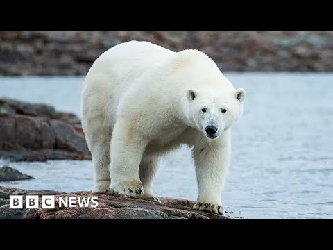 Polar bears under threat as sea ice melts in Canadian arctic – BBC News