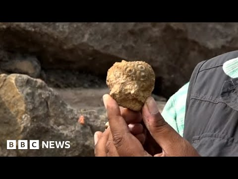 Rare fossils in India reveal secrets of the planet – BBC News