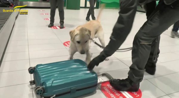 Sequestrati più di 4 mila farmaci illegali all’aeroporto di Bologna