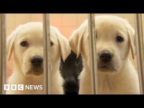 What does it take to raise a guide dog puppy? – BBC News