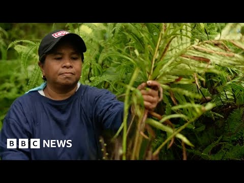 Sierra Madre: Fighting to save what’s left of a vital rainforest in the Philippines – BBC News