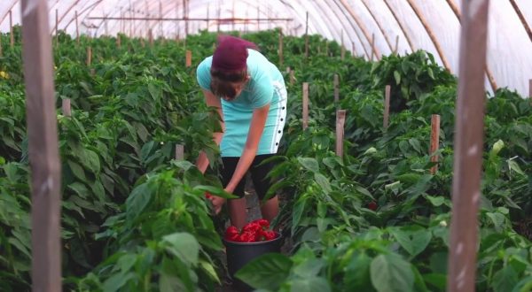 Agricoltura, 9 miliardi per la Pac