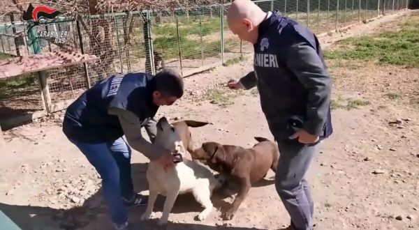 Controlli nei canili di tutta Italia, i Nas sequestrano 871 cani