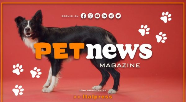 Nasce il Tg Pet dell’Italpress, nuovo magazine tv dedicato agli animali