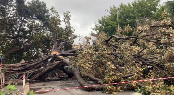 Albero cade su auto in transito a Palermo, le immagini