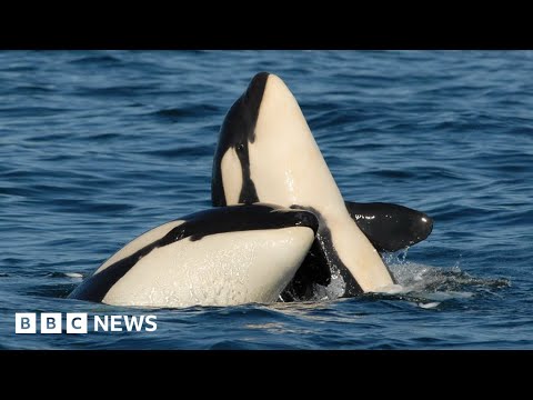 Orca mothers make ‘lifelong sacrifice’ for sons – BBC News