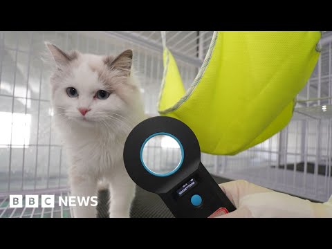 On a mission with China’s pet detectives – BBC News