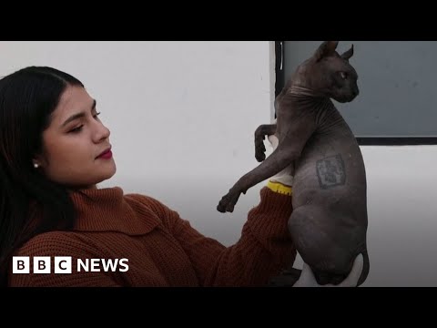 Cat covered in cartel gang tattoos discovered in Mexican prison after riot – BBC News