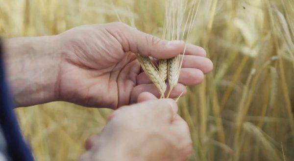 Agricoltura, aumentano i terreni con frumento tenero