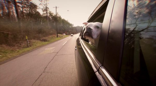 Il tuo cane soffre di mal d’auto? Ecco quali sono i sintomi