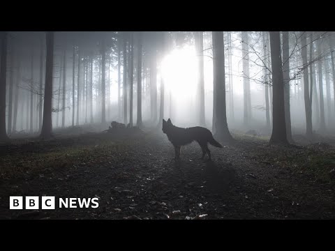 Wild wolves return to Belgium after 100 years, sparking controversy – BBC News