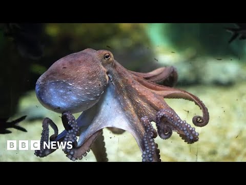 World’s first octopus farm proposals alarm scientists – BBC News