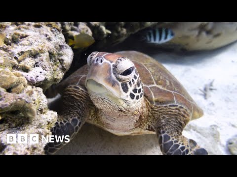 Historic oceans treaty agreed at United Nations after decades of talks – BBC News