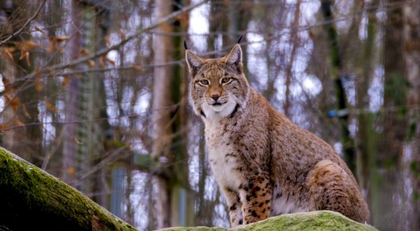 Al via un progetto per salvare la lince