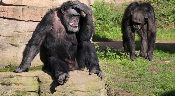 Gli scimpanzé curano le proprie ferite con gli insetti