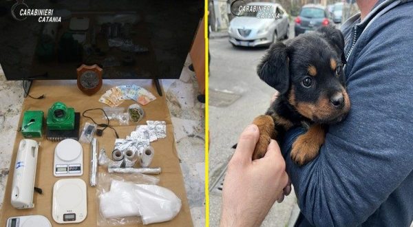 Il cucciolo “Dante” a difesa del fortino della droga, 5 arresti a Catania