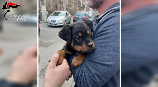 Il cucciolo “Dante” a difesa del fortino della droga a Catania