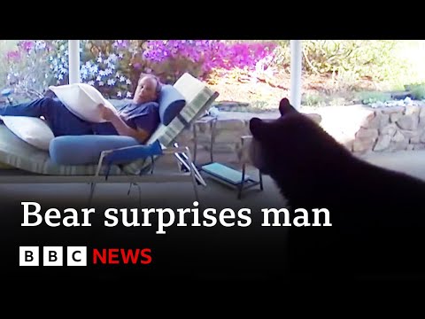 Black bear surprises man on sun lounger in North Carolina garden – BBC News