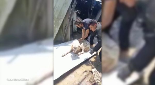 Maltempo, palombari della Marina liberano due cani intrappolati