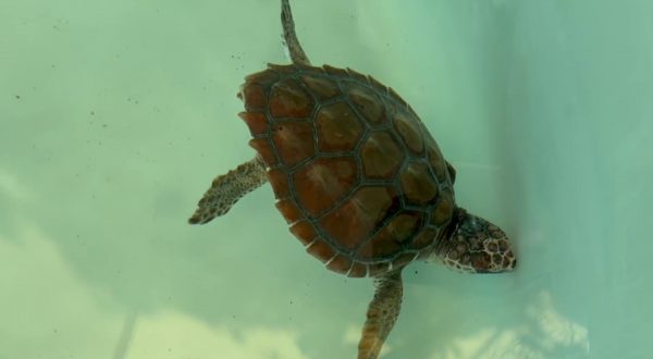 Giornata degli Oceani, torna in mare la piccola tartaruga Gui