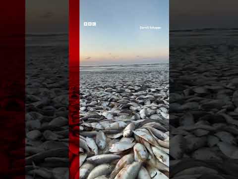 Thousands of dead fish wash up on Texas coast. #Shorts #Texas #Fish #BBCNews