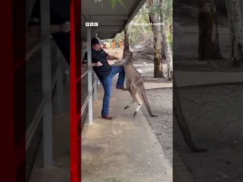 Tourist fights off feisty kangaroo in Australia. #Shorts #Australia #Kangaroo #AnimalPark #BBCNews