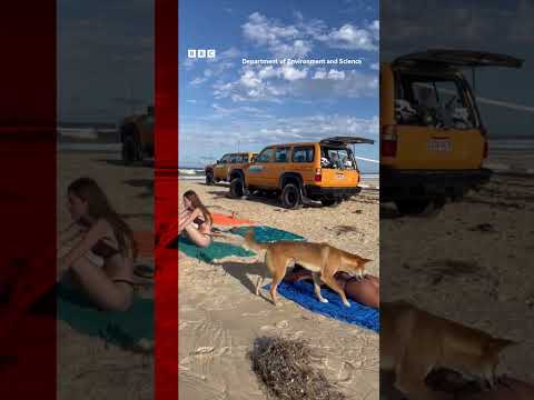 A woman was attacked by a dingo at a beach in Australia. #Shorts #Dingo #Australia #BBCNews