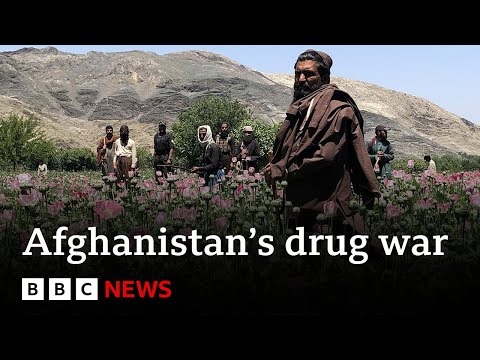 Inside the Taliban’s war on drugs – BBC News