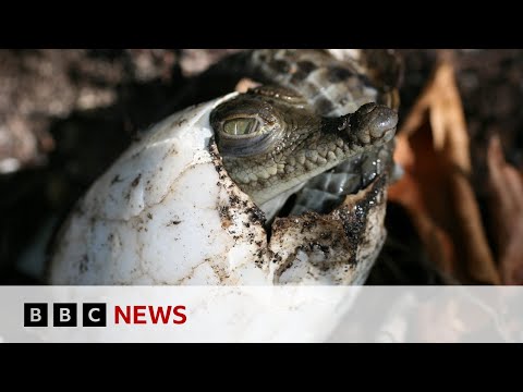 Crocodile makes herself pregnant in Costa Rica zoo – BBC News