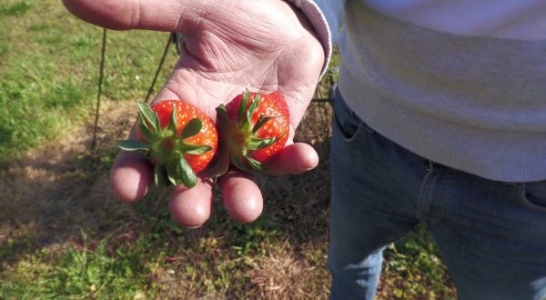 I distretti del cibo volano per lo sviluppo territoriale