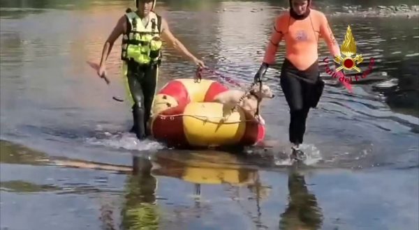 Vigili del fuoco salvano cane in pericolo sul fiume Serchio a Lucca