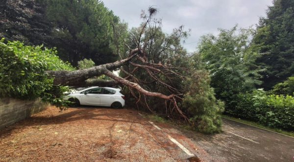 Bomba d’acqua in Brianza, a Bernareggio pino cade su auto in sosta