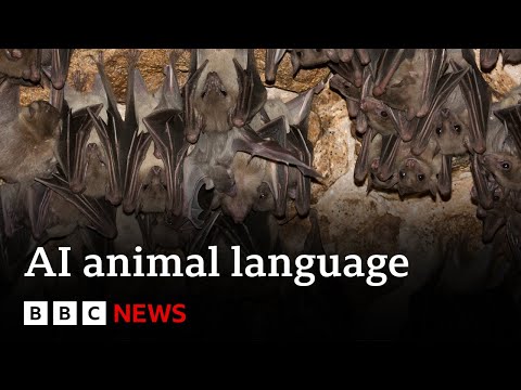 How artificial intelligence is helping scientists talk to animals – BBC News