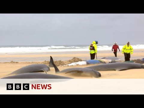 Mass stranding leaves entire pod of 55 pilot whales dead – BBC News