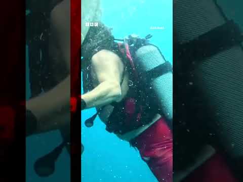 This is the moment divers freed trapped whale sharks in Indonesia. #WhaleSharks #Shorts #BBCNews