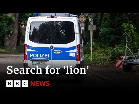 Berlin search continues for suspected lion – BBC News